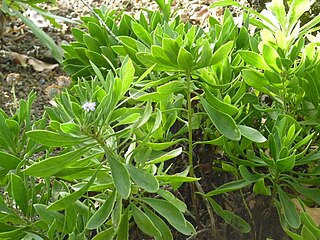 <i>Globularia sarcophylla</i> Species of flowering plant