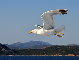 Un goéland leucophée (Larus michahellis) suivant un ferry-boat dans le golfe d'Olbia (Sardaigne). (définition réelle 2 484 × 1 882)