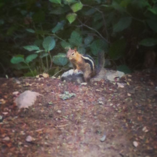 File:Golden Mantle Squirrel.jpg