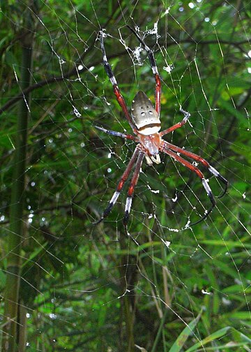 Argiope ocula