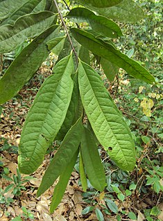 <i>Goniothalamus</i> Genus of flowering plants