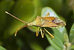 Vignette pour Gonocerus acuteangulatus