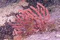 * Nomination: Violescent sea-whip (Paramuricea clavata), Teno-Rasca marine strip, Tenerife, Spain --Poco a poco 20:59, 6 August 2022 (UTC) * * Review needed