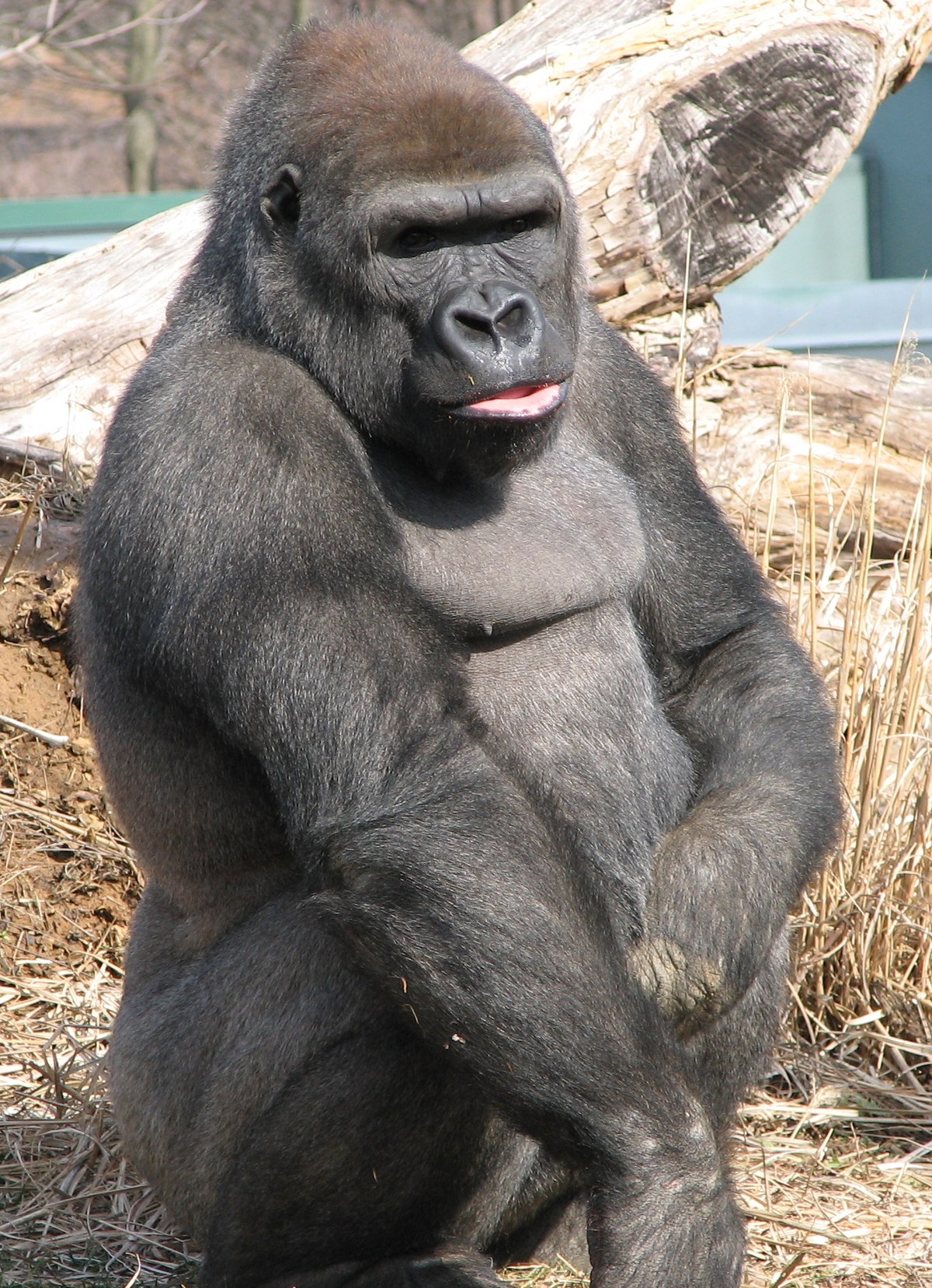 File Gorilla At The Louisville Zoo 2 Jpg Wikimedia Commons