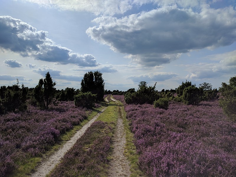 File:Grüner, sandiger Pfad durch die Südheide.jpg