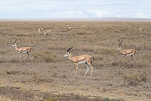 Grant's gazelles in dry grassland Grant's Gazelle.jpg