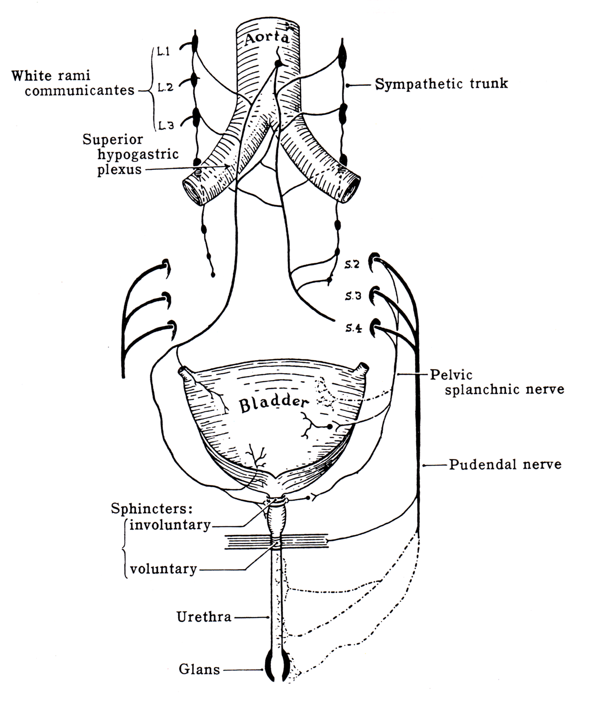 File:Grant 1962 214.png - 维基百科，自由的百科全书