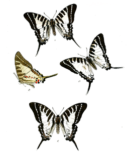 Males and female (below) of G. a. anticrates Graphium anticrates 476.png