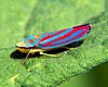 Candy-striped Leafhopper (Graphocephala coccinea)