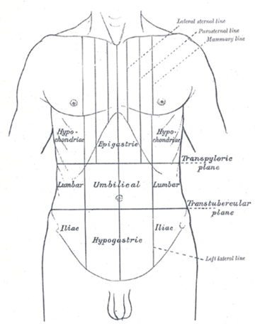 Hypochondrium