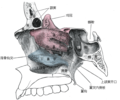 鼻腔的側邊顯示著篩骨的位置。