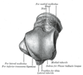 Miniatura para Astrágalo (anatomía)