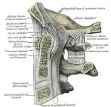 Median sagittal section through the occipital bone and first three cervical vertebrae, showing ligamentous attachments Gray308.png