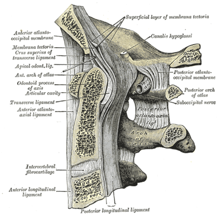 axis bone diagram