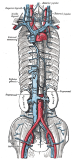 Inferior phrenic vein Vein