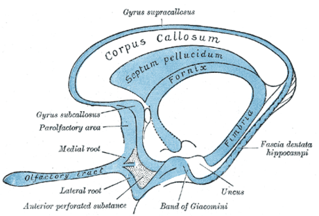 Indusium griseum