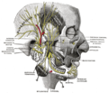 División mandibular del trigeminal nervio.