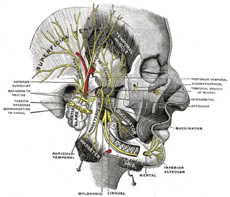 Mandibular nerve