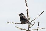 Thumbnail for File:Gray Jay (7458249554).jpg