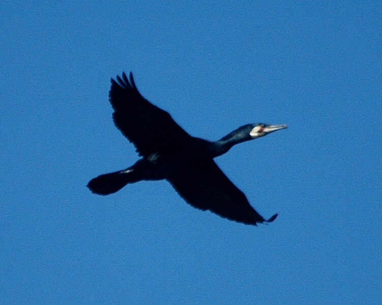 File:Great Cormorant flight Bowra Mar08.JPG