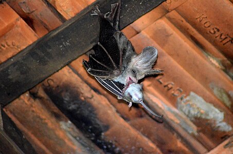 Veći lažni vampirski šišmiš (Megaderma lyra) .jpg