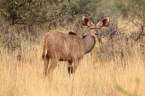 Male calf Tswalu Kalahari Reserve, South Africa