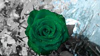 Green Rose.jpg