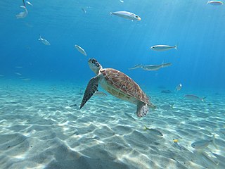 Green sea turtle swimming over the sand plateau at playa Grandi, Curaçao