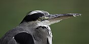 GreyHeron3 MJF.jpg 