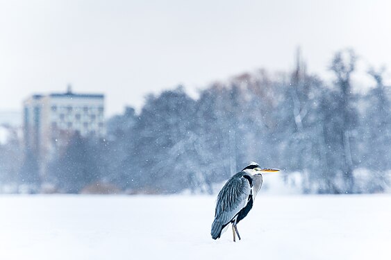 Grey heron at Råstasjön lake. Photograph: Per Engström