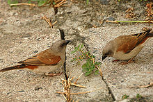 The grey-headed sparrow (Passer griseus) occurs in a wide range of open habitats. Greyheadsparrow.jpg