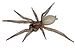 Ground spider Gnaphosidae in Spain.jpg