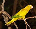 * Nomination A Golden parakeet, Guaruba guarouba, Karlsruhe Zoo --Llez 04:24, 3 August 2019 (UTC) * Promotion  Support Good quality.--Agnes Monkelbaan 04:45, 3 August 2019 (UTC)