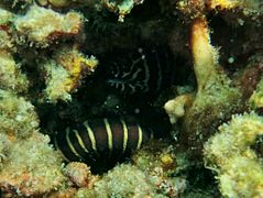 Zebra moray eel (Gymnomuraena zebra)