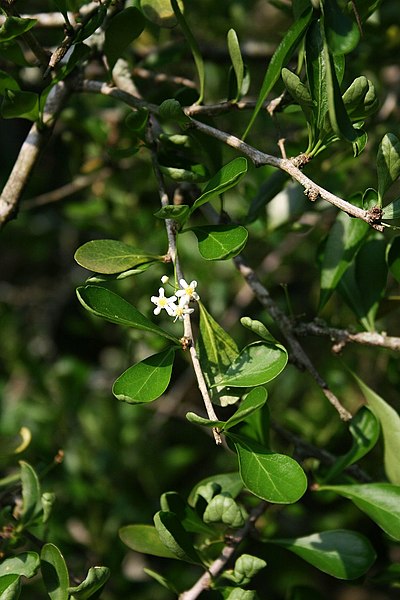 File:Gymnosporia maranguensis 2.jpg