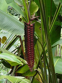 Heliconia mariae inflorescence HHeliconia.JPG