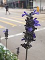 HK 上環 Sheung Wan 德輔道中 Des Voeux Road Central purple flowers May 2021 SS2.jpg