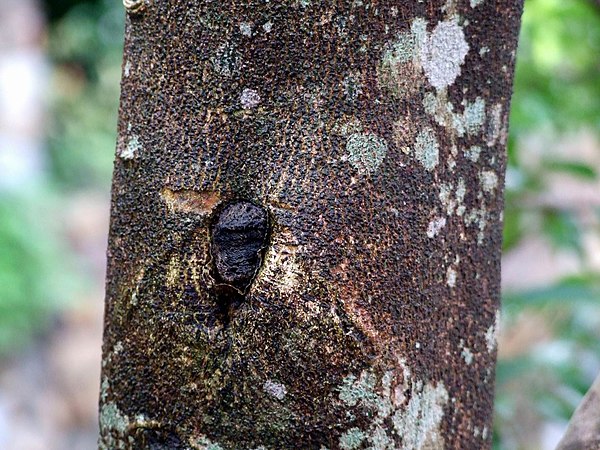 Агаровое дерево. Aquilaria sinensis. Аквилария дерево. Древесина аквиларии. Аквилария дерево уд.