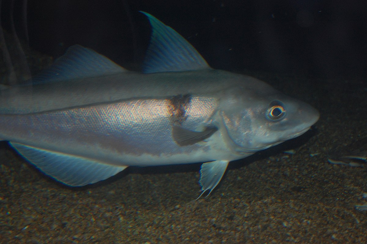 Haddock - Wikipedia