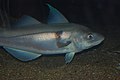 Haddock, Boston Aquarium.JPG