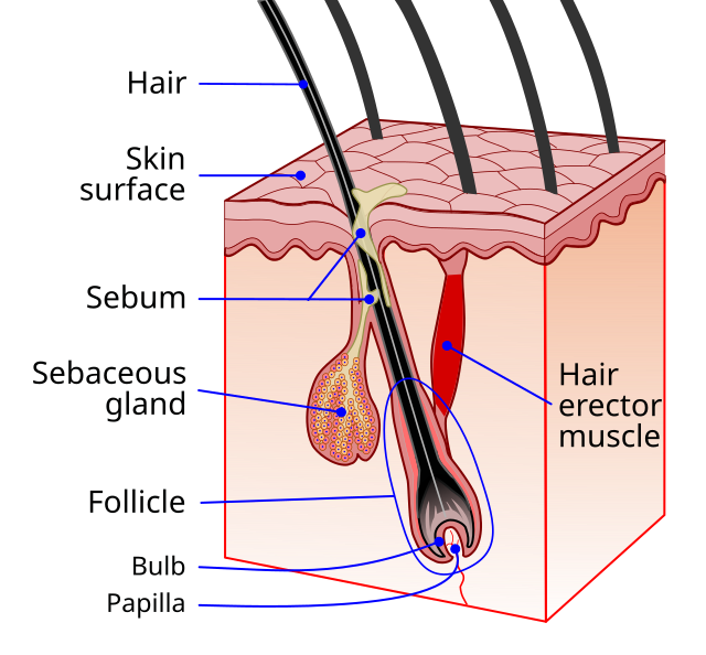 Hair growth rates over a year. Hair growth (cm) for each month and... |  Download Scientific Diagram