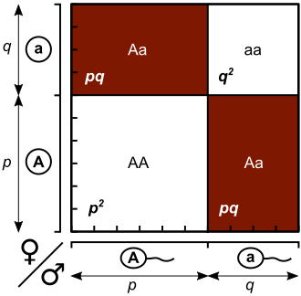 A Punnett square visualizing the genotype frequencies of a Hardy-Weinberg equilibrium as areas of a square. p (A) and q (a) are the allele frequencies. Hardy-Weinberg law - Punnett square.svg