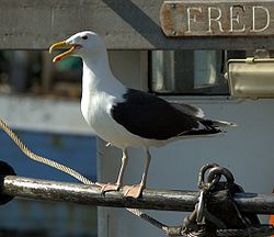 Havstrut aka Larus marinus aka Great black-backed gull.jpg