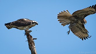 A red-tailed hawk attempts unsuccessfully to pirate a fish from an osprey. Hawk fails to steal the fish (50380725913).jpg