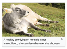 An image of a cow on Wikipedia, with the caption "A healthy cow lying on her side is not immobilized; she can rise whenever she chooses."