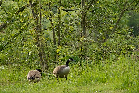 Heisinger Ruhraue Canada goose