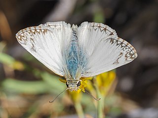 <i>Heliopetes ericetorum</i> Species of butterfly