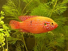 Hemichromis lifalili (femelle) .JPG