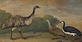 Henry Bernard Chalon - Emu, Cape Barren Goose and Magpie Goose (1813).jpg