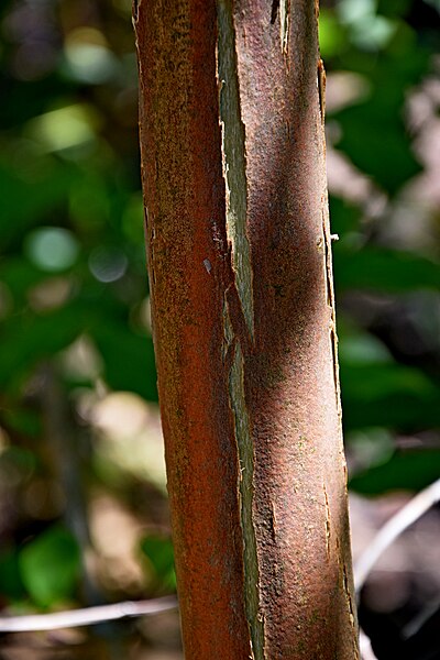 File:Heptacodium miconioides002.JPG